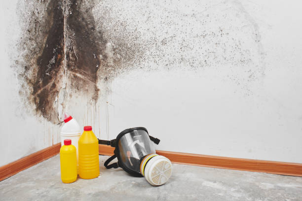 Best Black Mold Removal  in Essex, MD