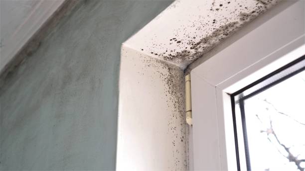 Best Mold Damage Repair  in Essex, MD