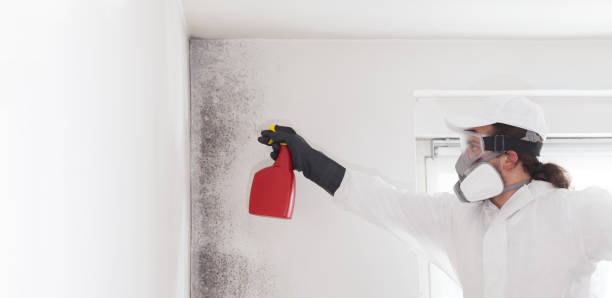 Best Attic Mold Removal  in Essex, MD