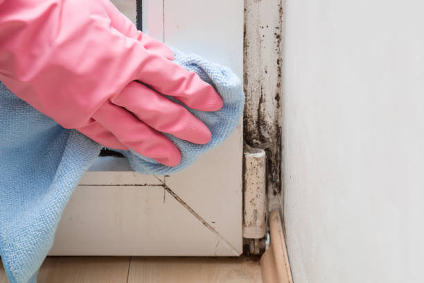 Best Toxic Mold Removal  in Essex, MD