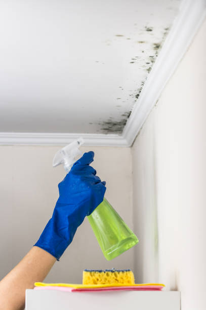 Best Attic Mold Removal  in Essex, MD
