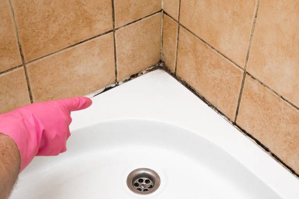 Professional Mold Removal in Essex, MD