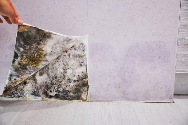 Best Emergency Mold Removal  in Essex, MD
